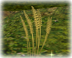 wheat.png